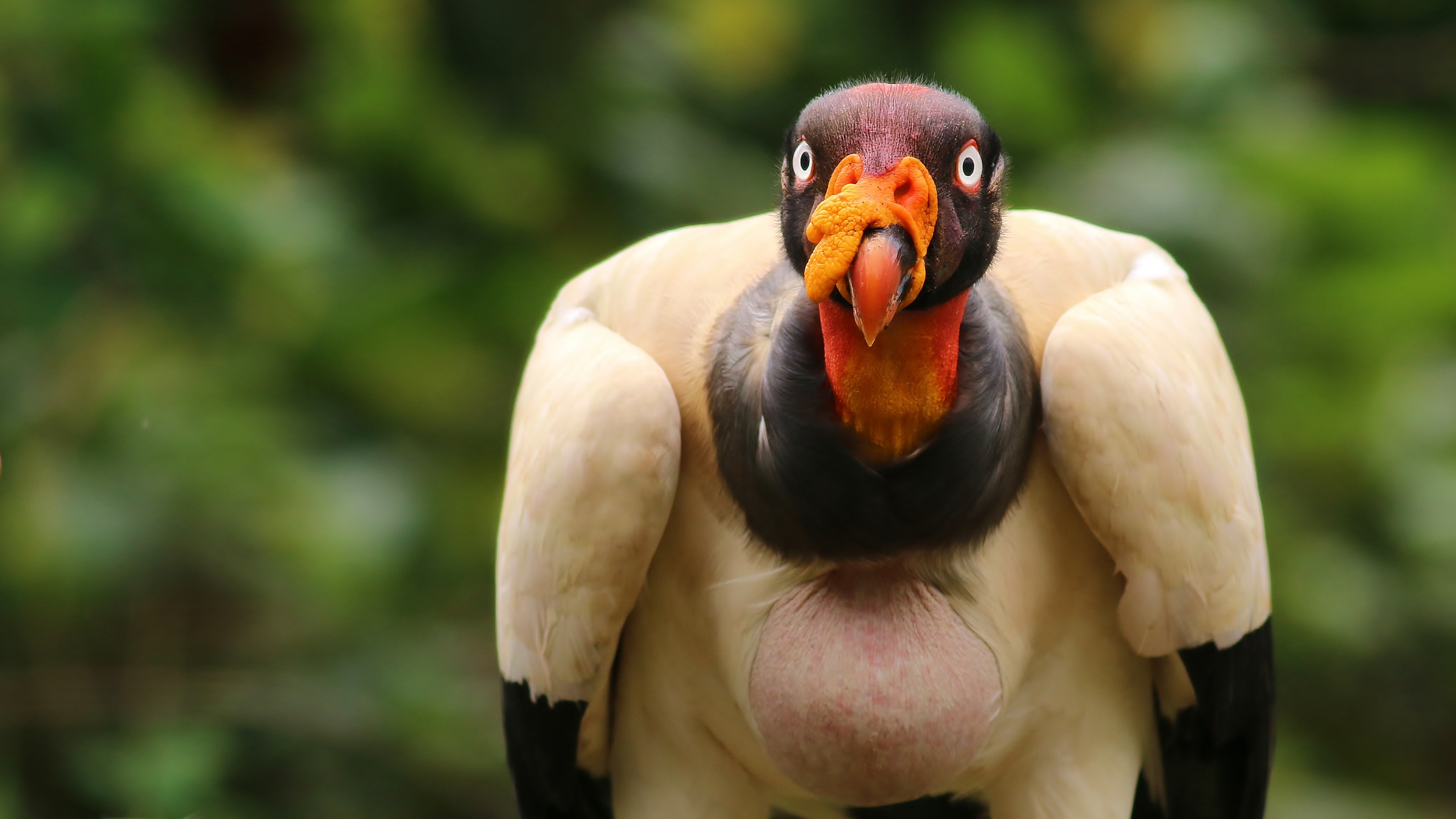 King Vulture